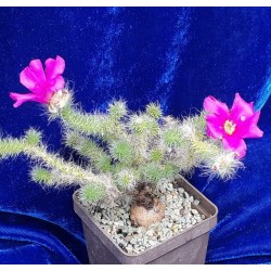 Portulaca eruca