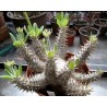 Пахиподиум Pachypodium horombense / Галерея