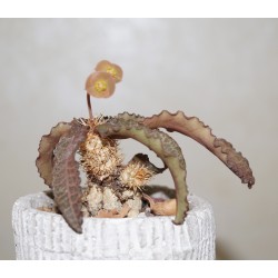Эуфорбия Euphorbia francoisii crassicaulis rubriflora / Галерея