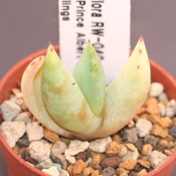 Алоэ Aloe claviflora  - Галерея