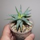 Aloe descoingsii клон 2