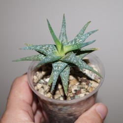 Aloe descoingsii клон 2