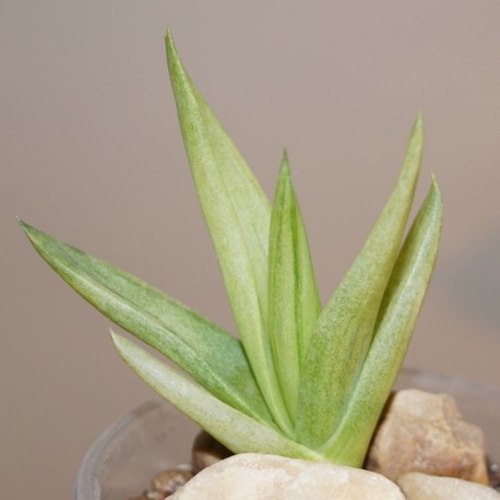 Aloe Walmsley's Bronze variegata