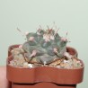 Турбиникарпус Turbinicarpus bonatsii - Галерея