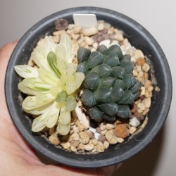 ъ26 Хавортия Haworthia obtusa variegata - Желтая и Зеленая - Галерея