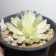 Haworthia obtusa variegata - Коллекция
