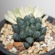 Haworthia obtusa variegata - Коллекция