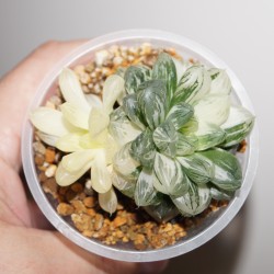 ъ26 Хавортия Haworthia obtusa variegata Желтая и Пестрая - Галерея