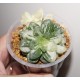 Haworthia obtusa variegata - Коллекция