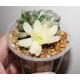 Haworthia obtusa variegata - Коллекция
