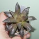 Haworthia Chocolate x Black major