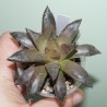 Хавортия Haworthia Chocolate x Black major
