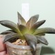 Haworthia Chocolate x Black major