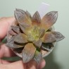 Haworthia Smaragd