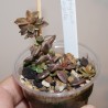 Lenopetallum Chocolate variegata