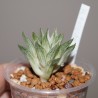Haworthia Rock Sugar Variegata
