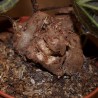Монолена примулоцветная Monolena primuliflora / Галерея