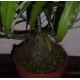 Myrmephytum selebicum  Мирмефиттум Селебикум