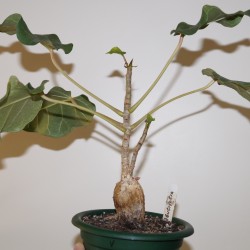 ъ26 Фикус Ficus abutilifolia - Галерея