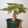 Фикус Ficus brandegeei