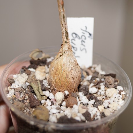 Фикус Ficus burkei