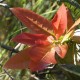 Фикус Ficus ingens