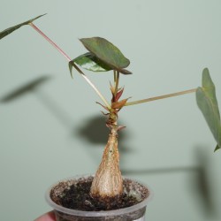 Фикус Ficus petiolaris 2