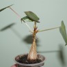 Ficus petiolaris