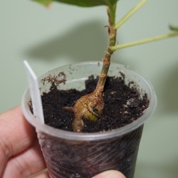 Фикус Ficus stuhlmannii