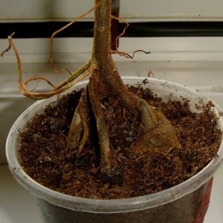 Фикус Ficus thonningii - Галерея