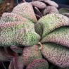 Гастерия Gasteria Zaria - Галерея