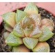 Haworthia obtusa x comptoniana
