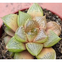 Хавортия Haworthia obtusa x comptoniana - Галерея