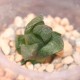Haworthia obtusa x comptoniana