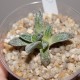Nananthus margaritiferus
