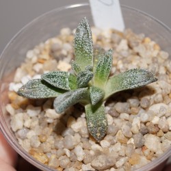 Nananthus margaritiferus