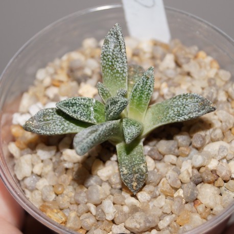 Nananthus margaritiferus