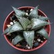 Haworthia badia Hinotori