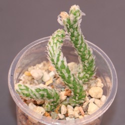 Avonia recurvata