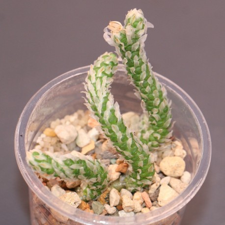 Avonia recurvata