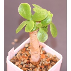 Cotyledon orbiculata AR1221
