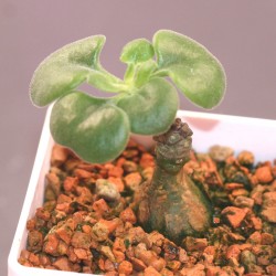 ъ26 Тилекодон Tylecodon cordiformis - Галерея
