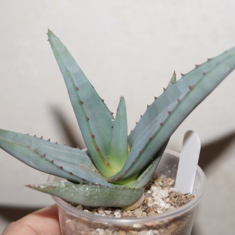 Aloe elegans