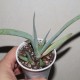Aloe glauca