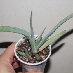 Aloe glauca