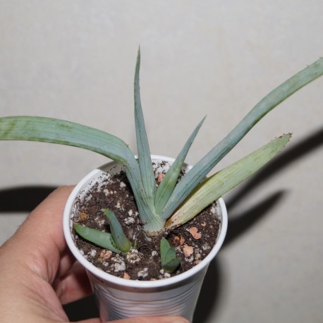 Aloe glauca