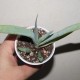 Aloe glauca