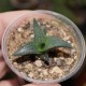 Haworthia venosa tesselata