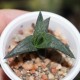 Haworthia venosa tesselata