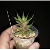 Haworthia guttata